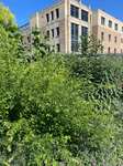 Plant name: Bush clover Lespedeza thunbergii  Gibraltar 